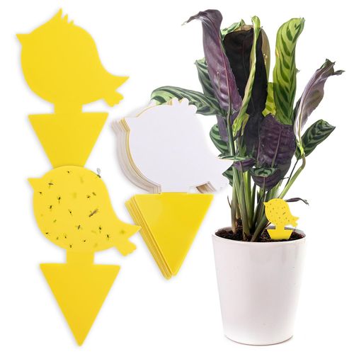Kit d'autocollants Piege a insectes de I 30 Piege Jaunes Anti moucherons Interieur, Anti sciarides, Designs différents I Plaquette Jaune, piege Anti Mouche piege a Mouche