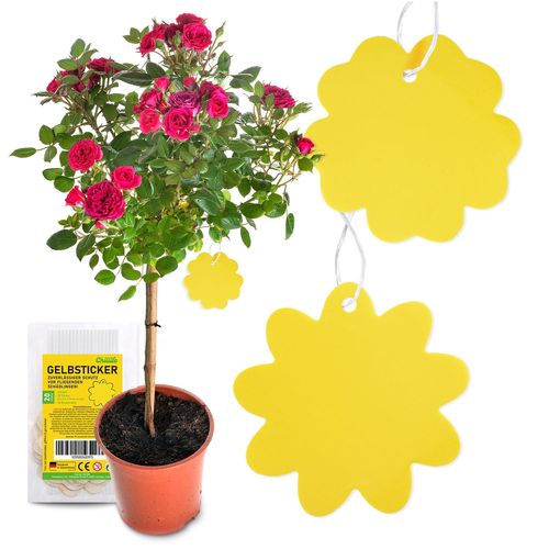 Set d'Autocollants Piege a Insectes de I 20 Piege Jaunes Anti moucherons Interieur, Anti sciarides, Designs différents I Plaquette Jaune, piege Anti Mouche piege a Mouche
