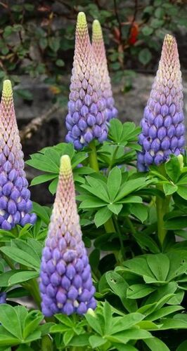 Graines De Lupin Bleu-Violet