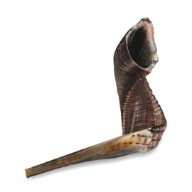 Choffar « Taille 5 » 40-45 Cm