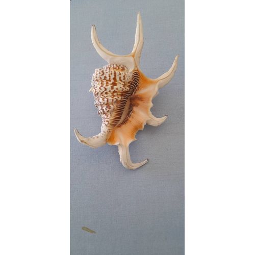 Coquillage De Madagascar