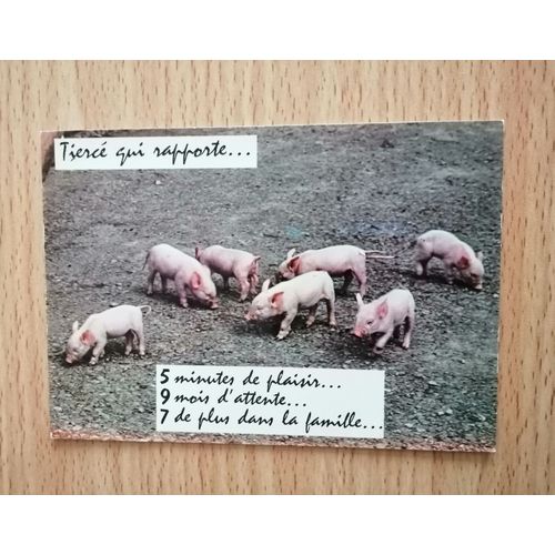 Tiercé Qui Rapporte... Carte Postale Humoristique - (Bébés Cochons)