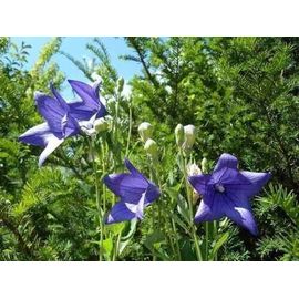1000 Graines De Campanule Clochette Bleue Méthode Bio Fleur Vivace