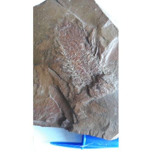 Fossile Plante Carbonifere