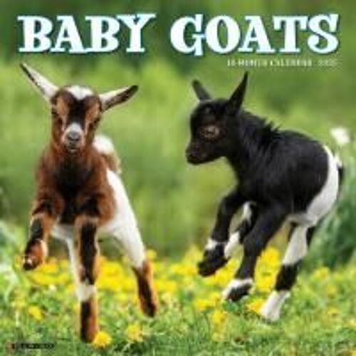 Baby Goats 2026 Wall Calendar