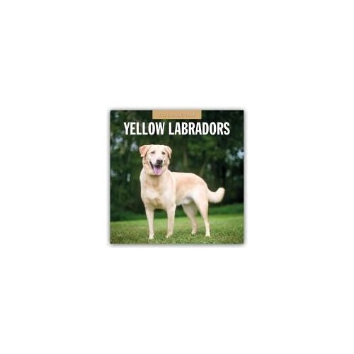 Yellow Labrador 2026 Square Wall Calendar