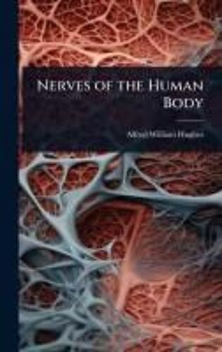 Nerves Of The Human Body