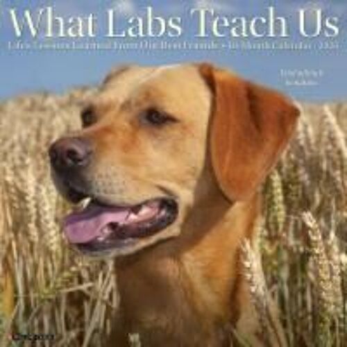 What Labs Teach Us 2026 12 X 12 Wall Calendar