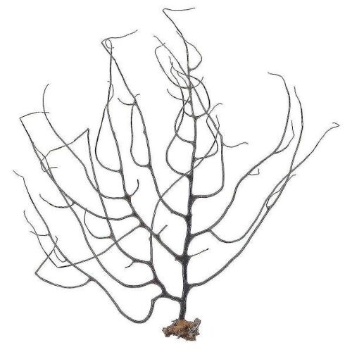 Décoration D'aquarium En Corail Naturel De La Mer Noire ¿ Ornement Unique Pour Aquariums D'eau Douce Et D'eau Salée, 15 X 15 Cm