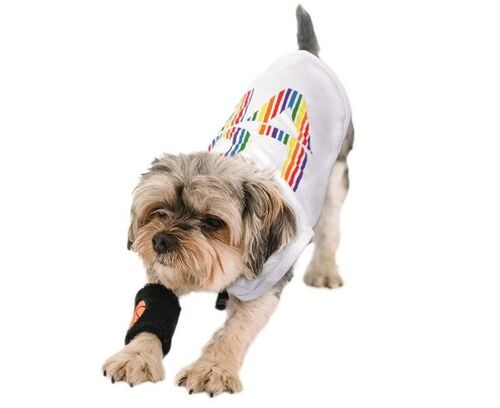T-Shirt Rainbow Love Pour Chien ¿ Mélange De Coton Doux Printemps/Été, Confortable Et Élégant, Idéal Pour Toutes Les Occasions (M)