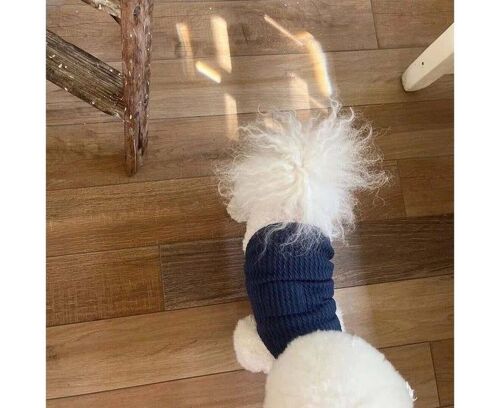 Gilet D'été Tendance Et Élégant Pour Chien ¿ T-Shirt Respirant Pour Petits Chiens Et Chats, Polyester Léger, Taille M, Bleu Vif