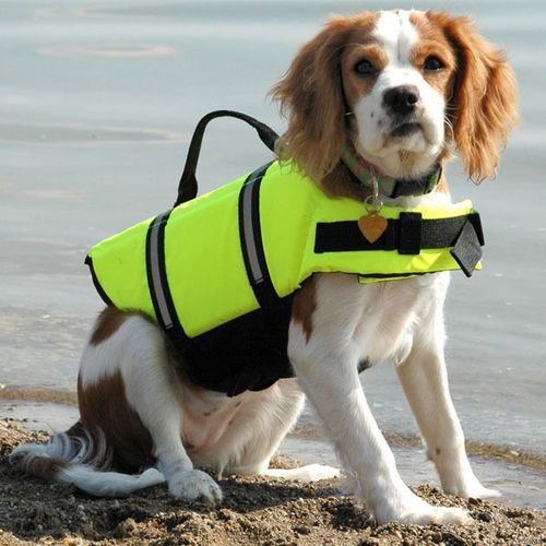 (Vert M) Gilet De Sauvetage Pour Chiens - Gilet De Sauvetage Réfléchissant Pour Chiens Pour Une Sécurité Maximale Dans Et Autour De L'eau Lors De La Baignade
