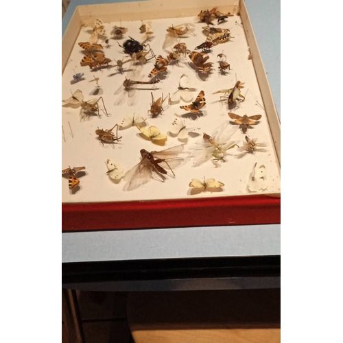 Tableau De Collection D Insectes Et Papillons Naturalisés Entomologie