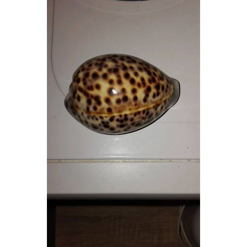 Coquillage