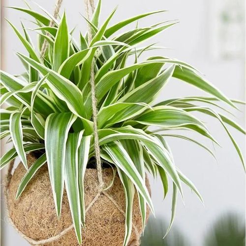 1 PIANTA DI CHLOROPHYTUM COMOSUM VITATUM O NASTRINO VASO 12CM