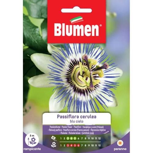 Semi Passiflora Cerulea Blu Cielo Blumen