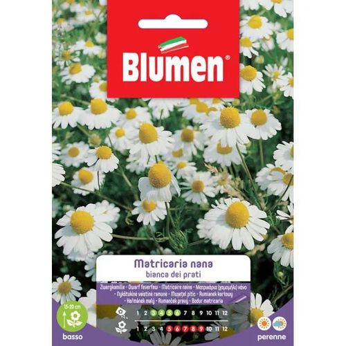 MATRICARIA NANA BIANCA DEI PRATI BLUMEN SEMENTI ORTO