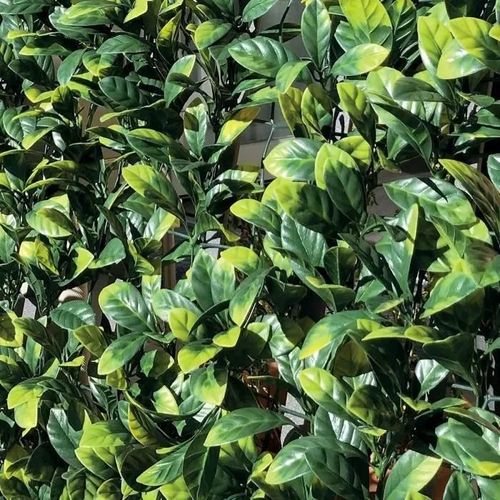 Tenax Divy 3d Plus Laurus 1,50x 3m Vert,Haie Artificielle En Feuilles De Laurier,Brise-Vue Balcons Et Jardins