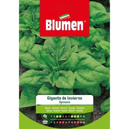 Semi Spinacio Gigante D'inverno Blumen Sementi Orto