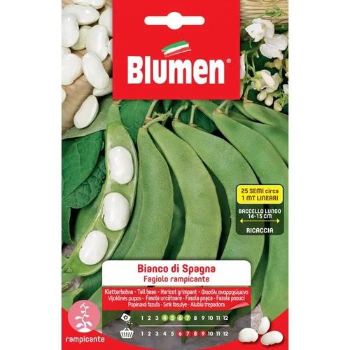 Semi Di Fagioli Rampicanti Bianco Di Spagna Blumen