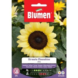 SEMI SEMI GIRASOLE MOONSHINE BLUMEN