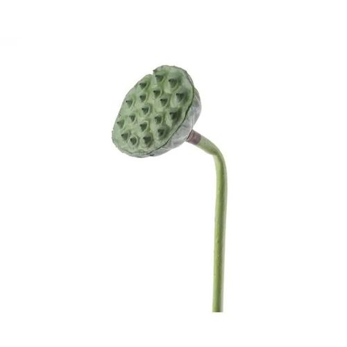 Ramo Loto Decorativa 7x84cm Verde Decoro Casa Giardino