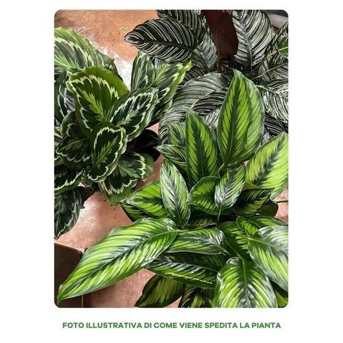 1 Pianta Di Calathea In Varieta' In Vaso 24cm Assortito Da Interno Appartamento Anitinquinamento