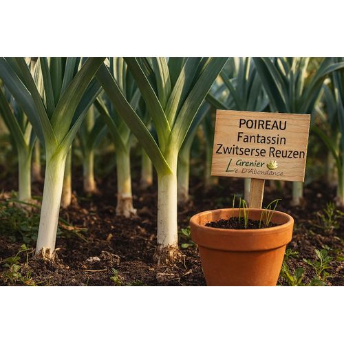 100 Graines À Semer - Le Grenier D'abondance - Poireau Fantassin Zwitserse Reuzen - Allium Porrum