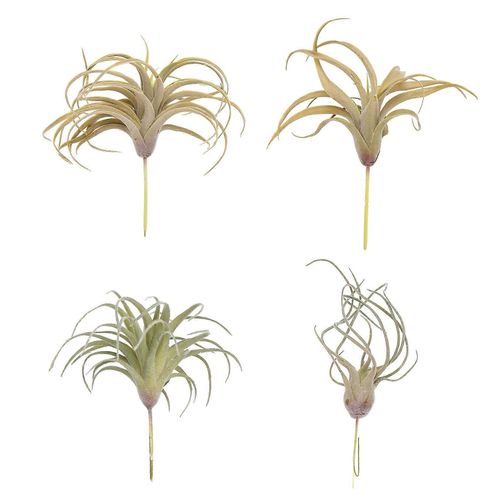 4pack Gazon Artificiel Air Plantes Fleurs Faux Flocage Tillandsia Broméliacées Maison Jardin Décor
