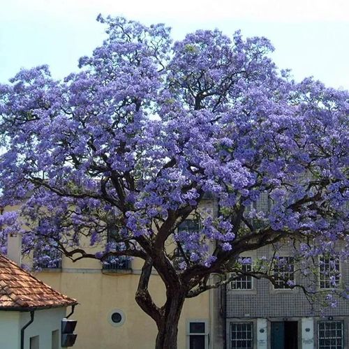 1 Pianta Di Paulownia Tomentosa Mielifera Fiori Profumati Viola
