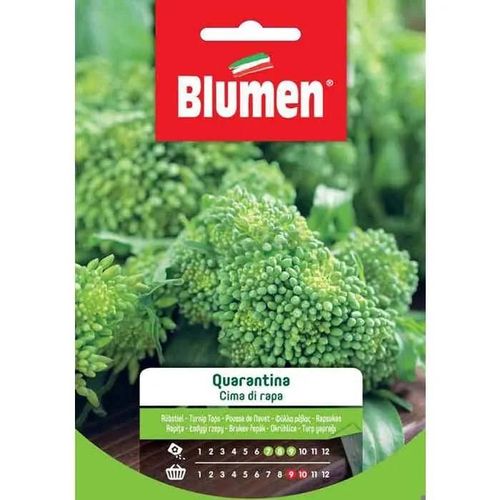 Semi Cima Di Rapa Quarantina Blumen Sementi Orto