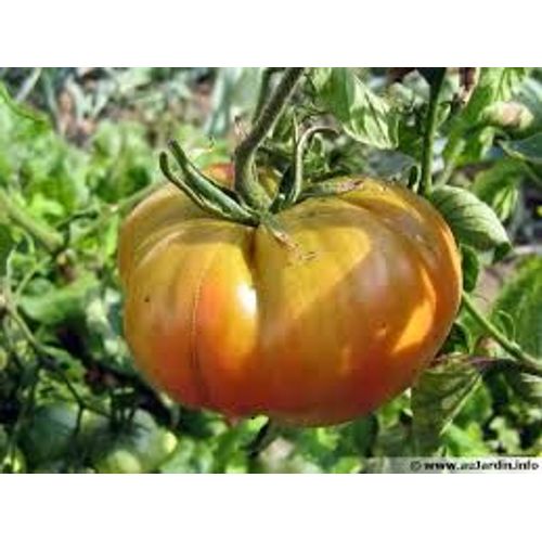 Tomates Jaunes Cotelée 30 Graines