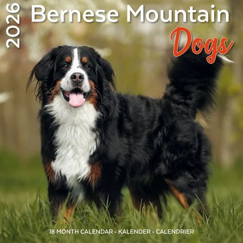 Calendrier Bouvier Bernois 2026