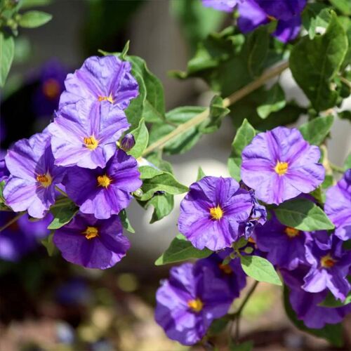 Solanum Rantonnetti Ou Arbre Aux Gentianes Graines