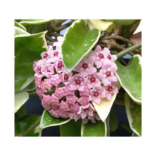 1 Pianta Hoya Krimson Queen Fiore Di Cera Vaso 12cm Perenni