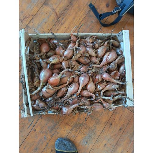 Échalotes Variété Mikor