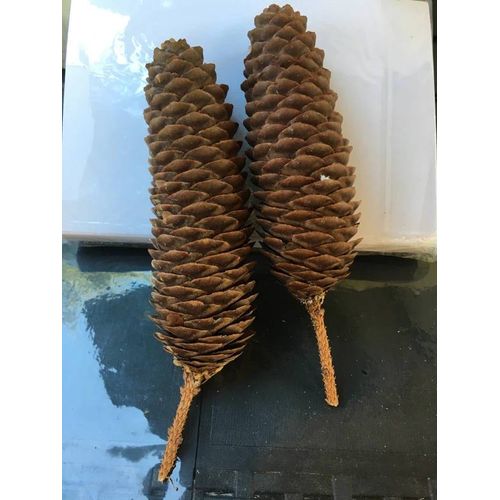 2 Pommes De Pin Xxl : 16/17 Cm , Pour Travaux Manuels