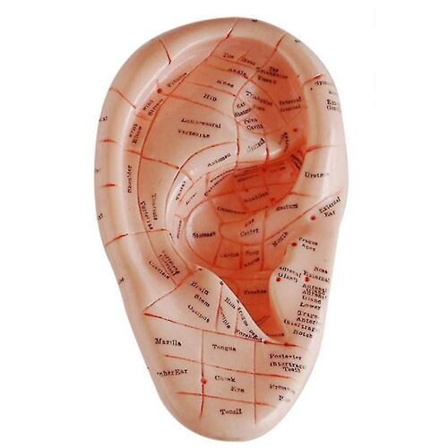 Version Anglaise Acupuncture De L'oreille Oreilles Modèle Modèle D'application Auriculaire Modèle Acupuncture De L'oreille Poi-Yu 