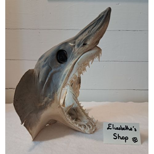 Véritable Tête De Requin Mako