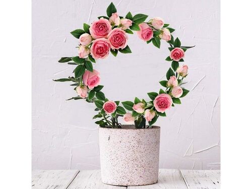 Lot De 4 Treillis Ronds Pour Plantes Grimpantes