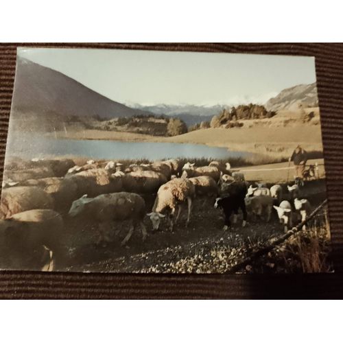 Carte Postale Colorée "Le Retour Du Troupeau,Les Hautes Alpes Pittoresques"Vintage Années 90.