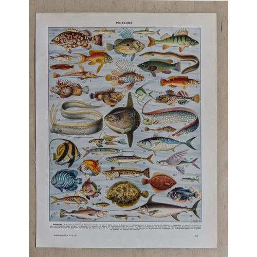 Décoration murale unique: une gravure ancienne originale Poissons, mer de Millot (1898), authentique planche vintage recto/verso 24 cm x 31,5 cm
