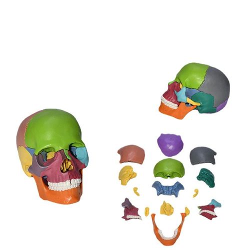 Outil D'Enseignement Médical Détachable, Modèle D'Anatomie Du Crâne En Couleur, 4d, 15 Pièces/Ensemble, Y98a - Générique