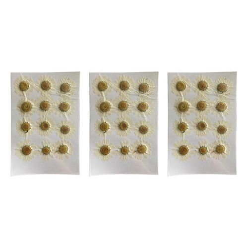 Fleurs Séchées Marguerite Blanche Fleur Pressée Pour Bijoux Autocollants À Ongles 