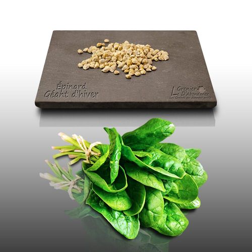 50 Graines À Semer - Le Grenier D'abondance - Tetragone - Tetragonia Tetragonioides