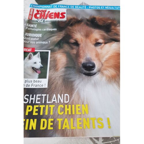 Vos Chiens Magazine  Le Shetland
