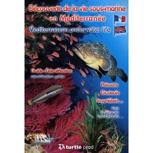 Découverte De La Vie Sous-Marine En Méditerranée