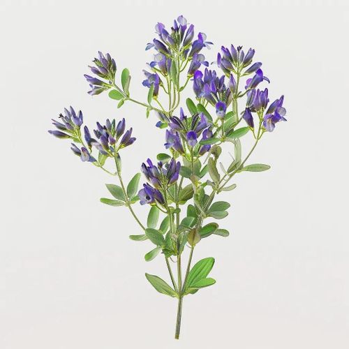 1500 Graines De Luzerne (Medicago Sativa) - Semisauvage Permaculture
