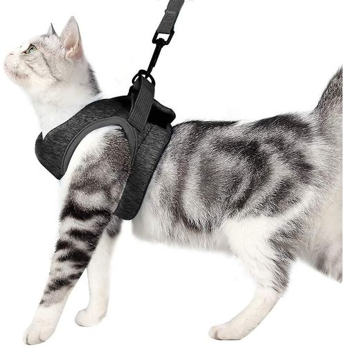 Harnais Et Laisse Pour Chat, Collier Ultraléger Pour Chaton, Veste De Promenade Et De Course Douce Et Confortable Pour Chat
