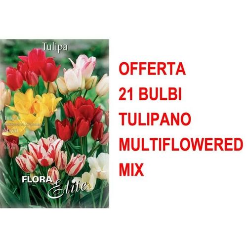 Offerta 21 Bulbi Tulipano Multiflowered Mix Bulbs